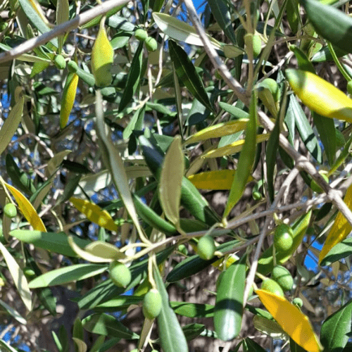 Grüne Oliven wachsen am Olivenbaum mit Blättern bei Casa Vecchia in Weyhe