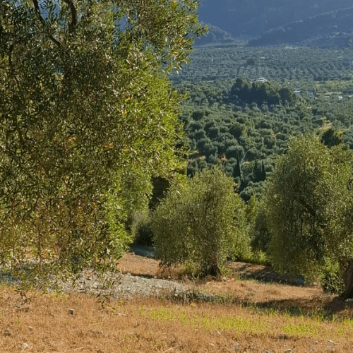 Olivenhain in Apulien mit alten Bäumen und sonniger Landschaft