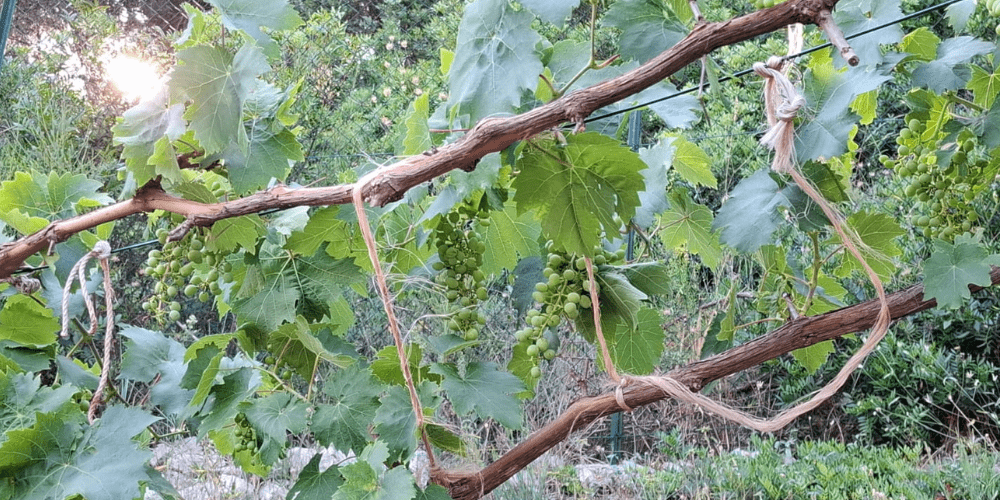 Weinstock mit grünen Trauben und mediterranen Pflanzen, apulische Delikatessen