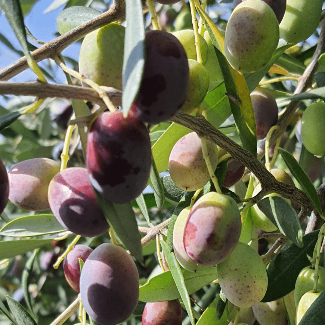 Reife grüne und violette Oliven am Olivenbaum, ideale Grundlage für Olivenöl