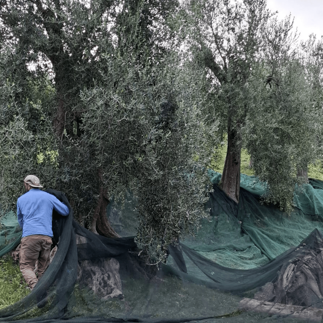 Olivenernte in Apulien für hochwertiges italienisches Olivenöl bei Casa Vecchia