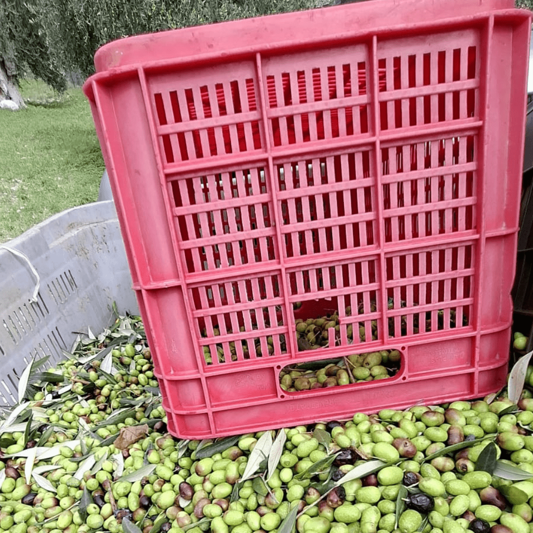 Kiste mit frisch geernteten grünen Oliven für Olivenöl aus Italien bei Casa Vecchia