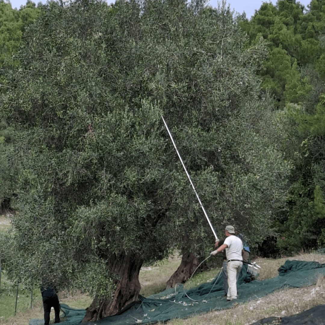 Olivenernte an alten Bäumen in Apulien für italienisches Olivenöl Casa Vecchia