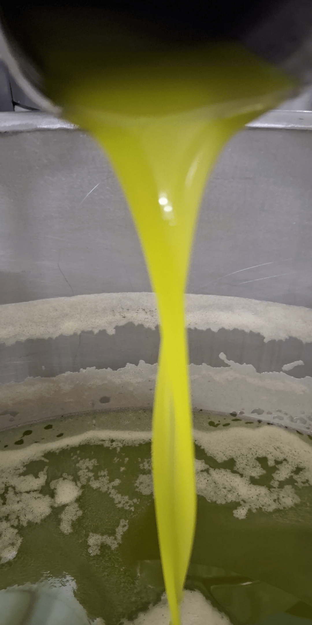 Frisch gepresstes Olivenöl aus Apulien fließt in einen Edelstahltank