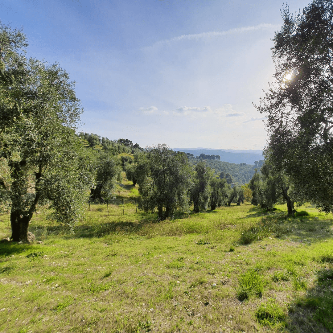 Apulischer Olivenhain mit alten Olivenbäumen an sonnigem Tag