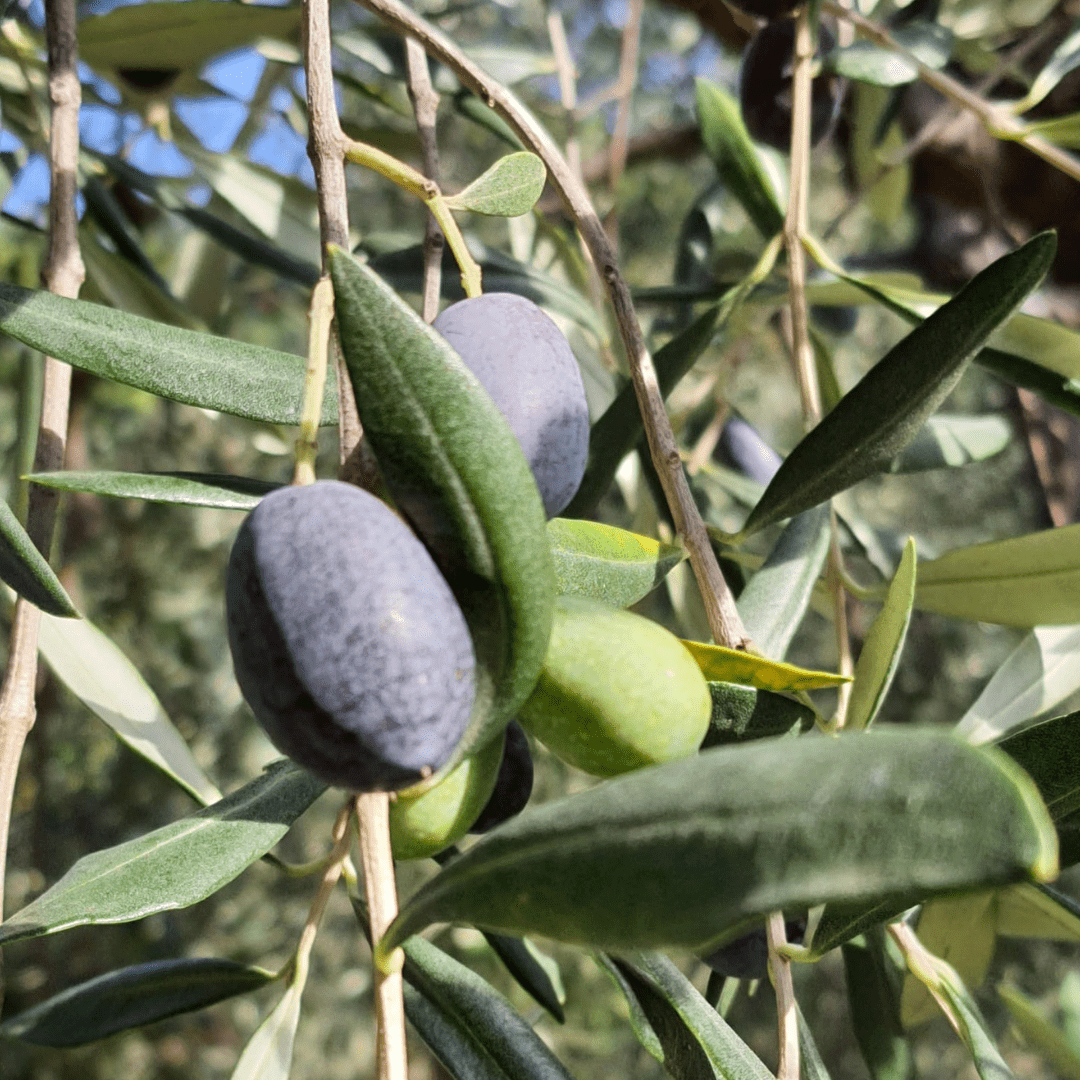 Reife und grüne Oliven am Zweig, Ursprung italienischen Olivenöls aus Apulien