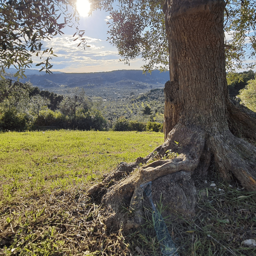 Großer Olivenbaum vor Apuliens Hügellandschaft bei Sonnenschein