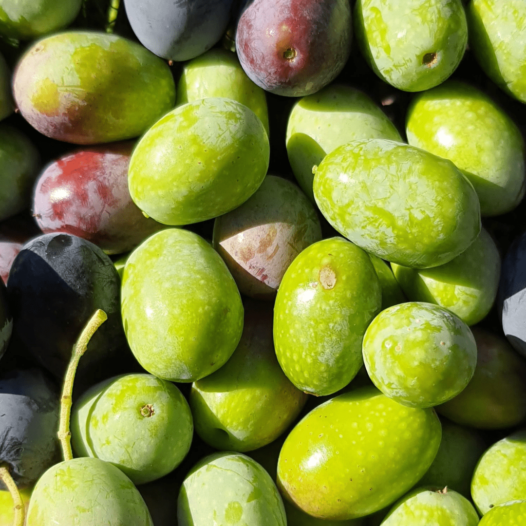 Frische grüne und dunkle Oliven für italienisches Olivenöl bei Casa Vecchia