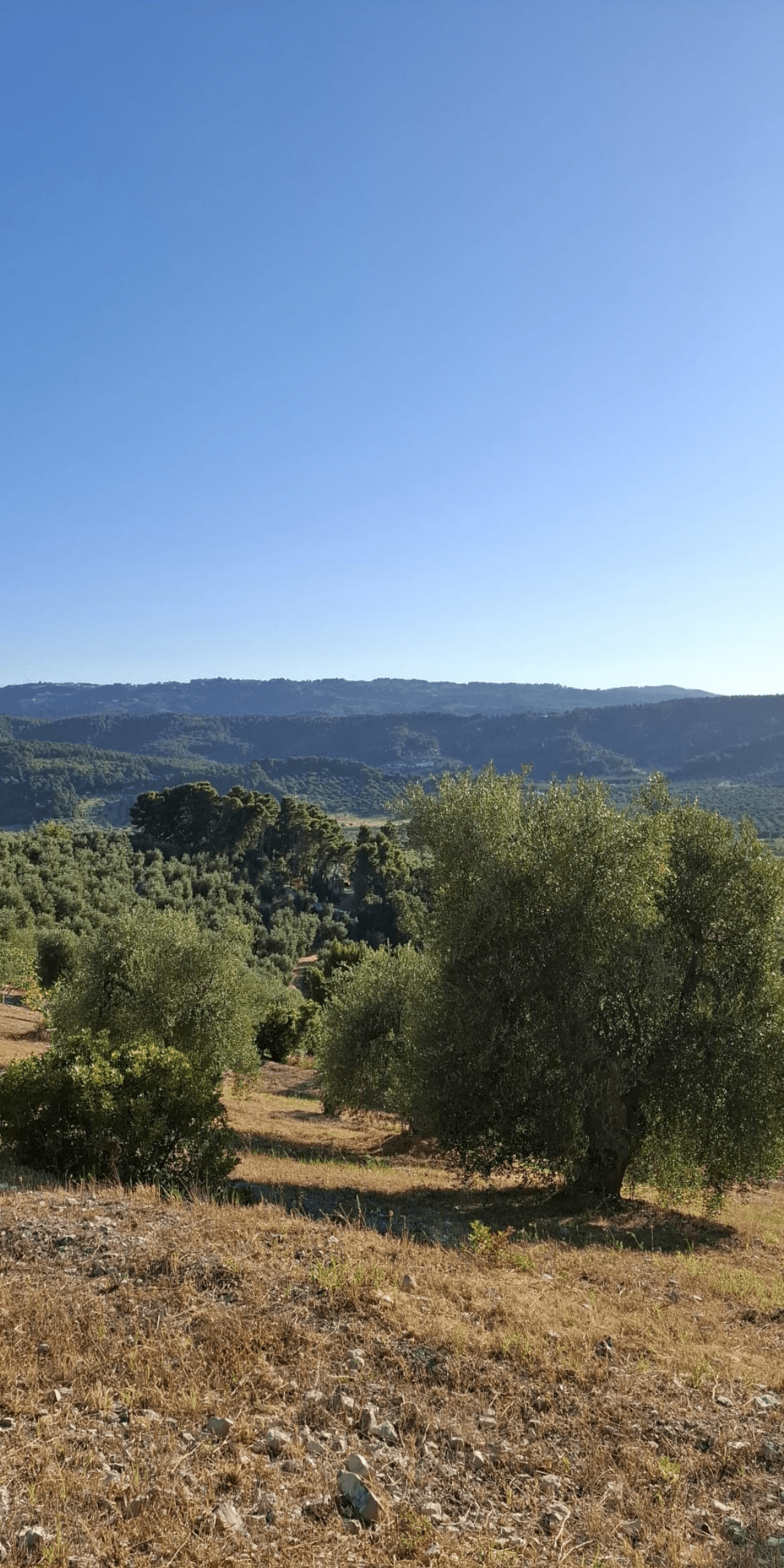 Italienischer Olivenhain mit alten Bäumen und sonnigen Hügeln bei Casa Vecchia